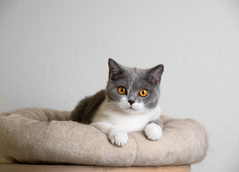 Pet Safety During Halloween, Crucial Guidelines You Need To Know.