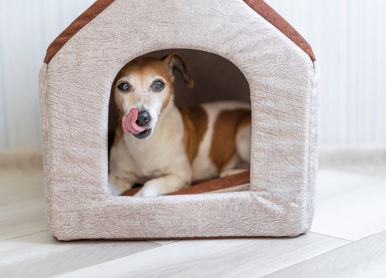 Creating the Perfect Indoor Dog House: Ideas and Tips for Ultimate Pet Parents