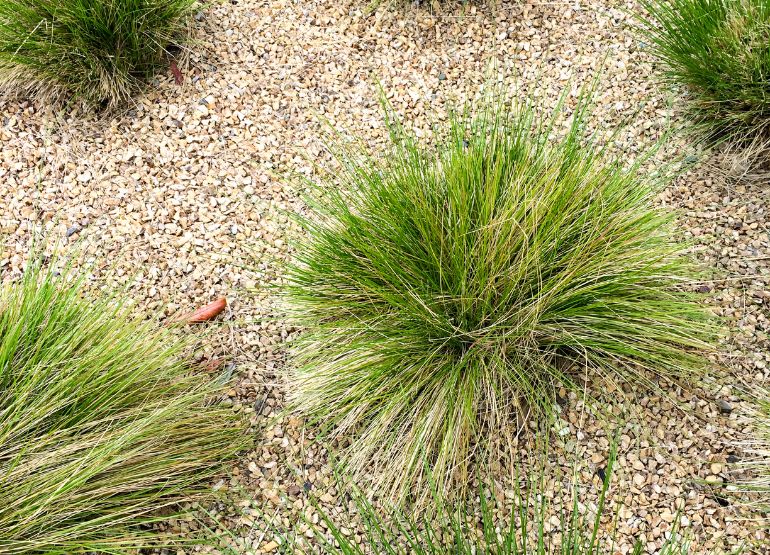 Sustainable and Low-Maintenance Landscaping with Drought-Tolerant Plants